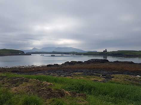 Canna