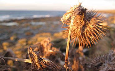 Thistle